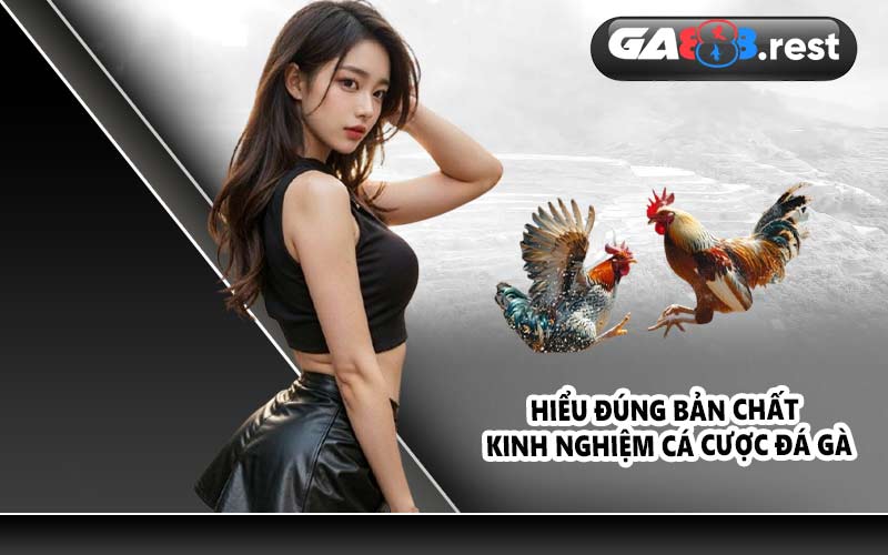 Hiểu đúng bản chất kinh nghiệm cá cược đá gà